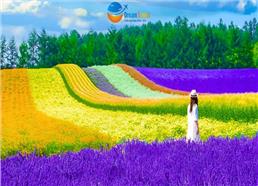 Tour Nhật Bản Mùa Hè 6N5D: Tokyo - Disneyland - Ngắm hoa Lavender